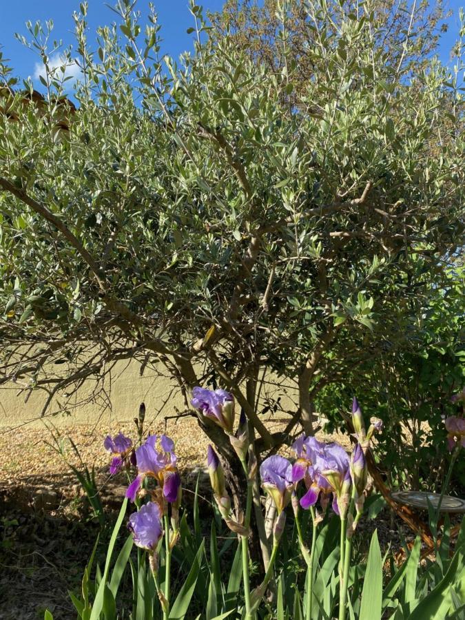 Bed and Breakfast L'Eveil En Provence Entrecasteaux Exteriér fotografie